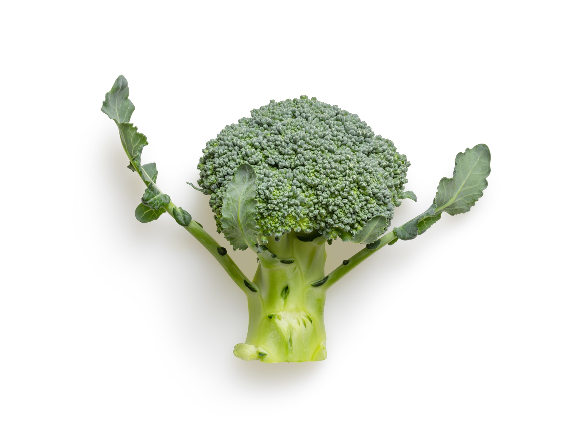 Broccoli Recipes
